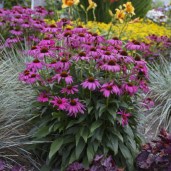 Echinacea Purple Emperor